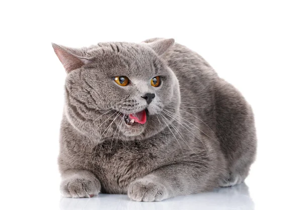 Malvado gris británico taquigrafía gato con marrón ojos — Foto de Stock