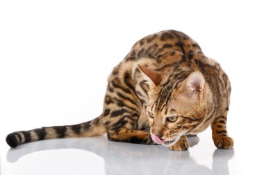 Bengal cins kediler. Beyaz izole