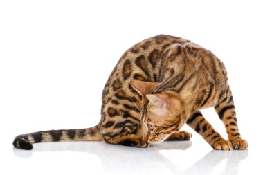 Bengal cins kediler. Beyaz izole