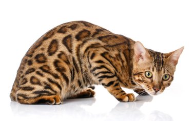 Beyaz arka plandaki kedi