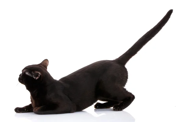Bombay gato negro sentado en las patas delanteras tai directa, mira hacia adelante — Foto de Stock