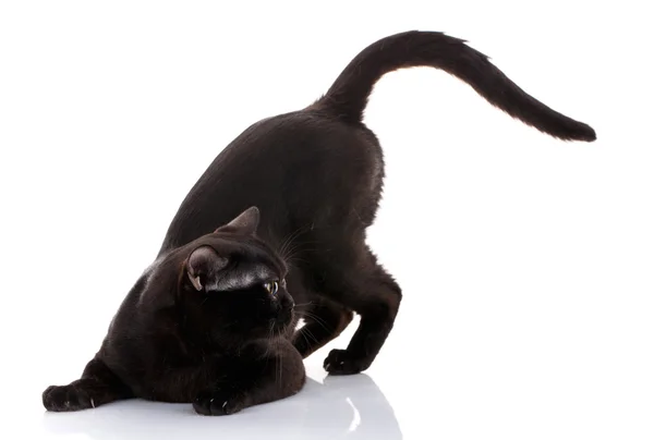 Gato negro con ojos de color amarillo brillante sobre un fondo blanco sentado en las patas delanteras. preparándose para atacar . — Foto de Stock