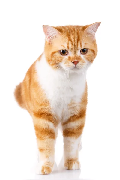 Redhead Scottish cat portrait — Stock Photo, Image