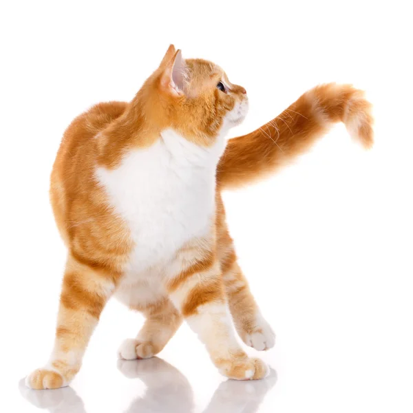 Scottish straight cat standing on a white background — Stock Photo, Image