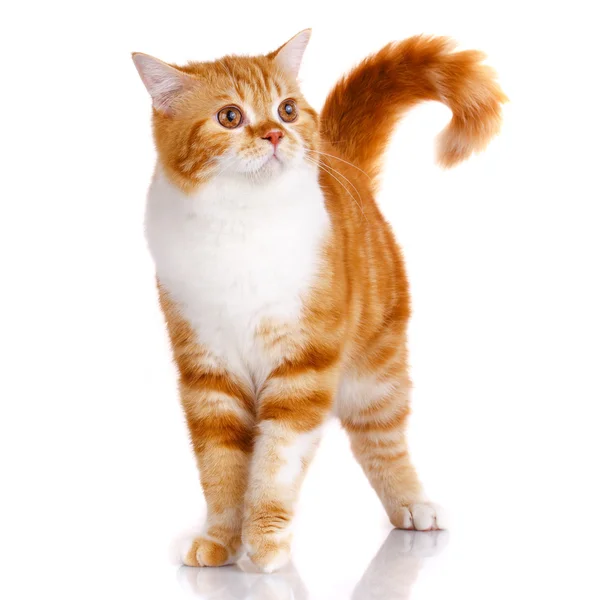 Redhead skotský kočka portrét — Stock fotografie