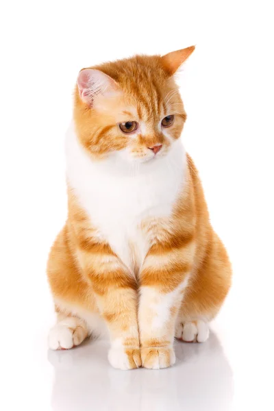 Gato rojo se sienta sobre un fondo blanco — Foto de Stock