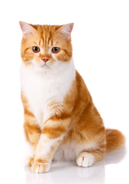 Рыжая кошка сидит на белом фоне — стоковое фото