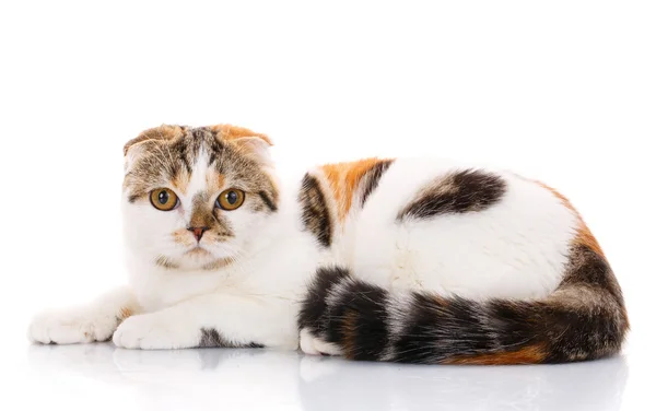İskoç fold kedi yan beyaz bir arka plan üzerinde yalan — Stok fotoğraf