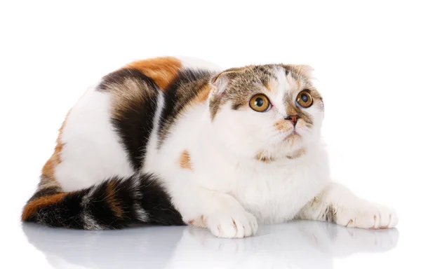 Gato deitado de lado em um fundo branco — Fotografia de Stock