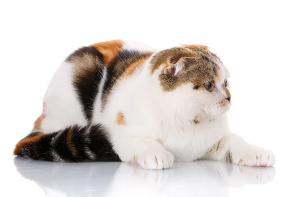 Kočka ležící bokem na bílém pozadí — Stock fotografie