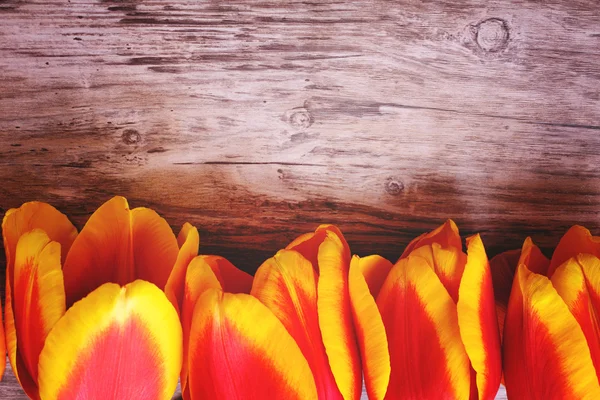 Tulips lined up in a line on wooden background with space for text. — Stock Photo, Image