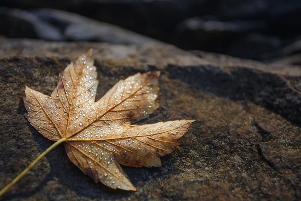 Autumn klonowe listowie, spoczywa na skale — Zdjęcie stockowe