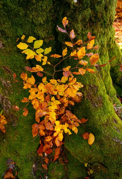 Vieux et fort bel arbre d'automne . — Photo