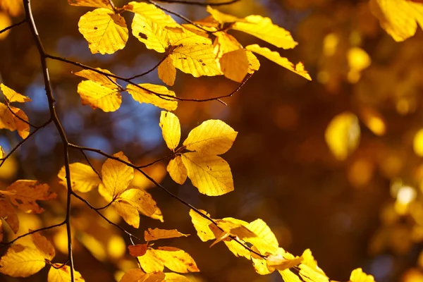Ramo di foglie autunnali lucenti — Foto Stock