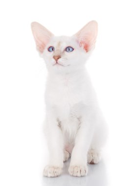 Siyam Bali kedi beyaz bir arka plan üzerinde oturur