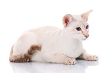 Siamese kat die zich voordeed op een witte achtergrond