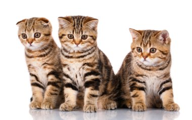 Beyaz arka plan üzerinde oturan İskoç yavru kedi