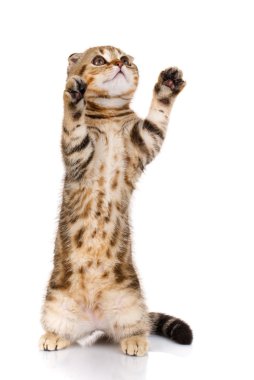 onun arka ayakları üzerinde yavru kedi İskoç fold duran