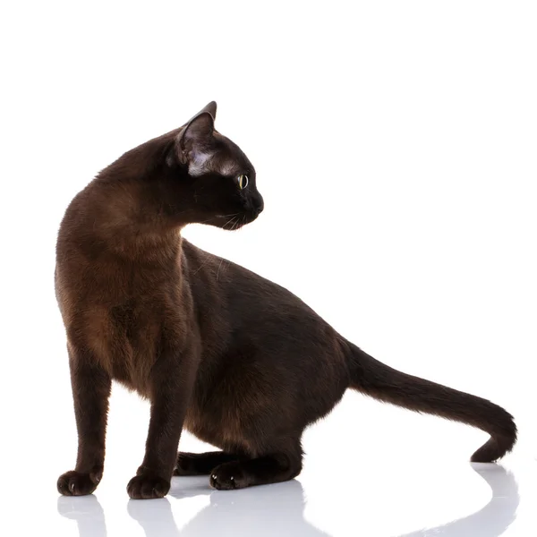 Gato con los ojos amarillos sobre fondo blanco, gire hacia la cabeza — Foto de Stock