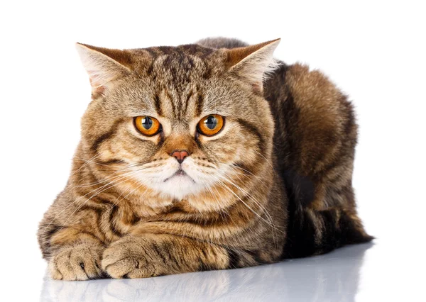 Leuke grote gestreepte kat ligt op een witte achtergrond. — Stockfoto