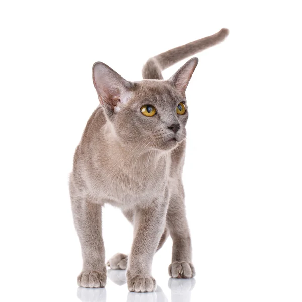 Retrato de gato birmanês cinza — Fotografia de Stock