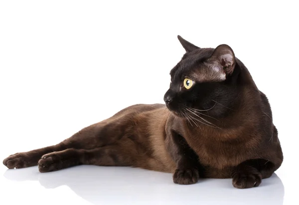 Gato acostado sobre un fondo blanco mira hacia — Foto de Stock