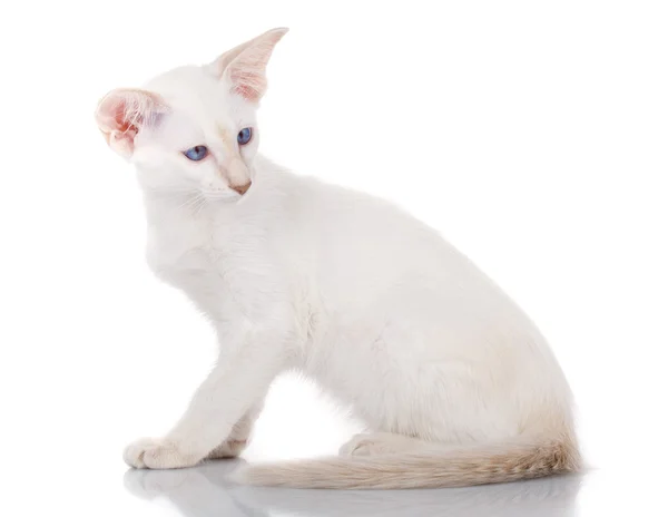 Siamese cat siting on white background, side view — Stock Photo, Image