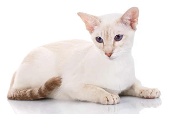 Brown cat lying on white background, side view — Stock Photo, Image