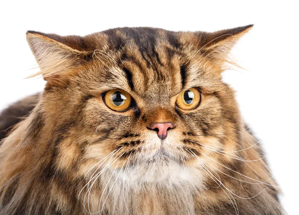 Портрет коричневого кота з жовтими очима — стокове фото
