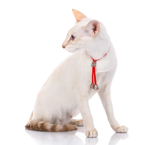 Siamese gato balinês senta-se em um fundo branco — Fotografia de Stock