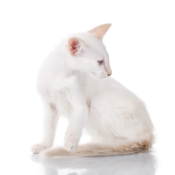 Голубой глаз сиамский котенок, изолированный на белом — стоковое фото