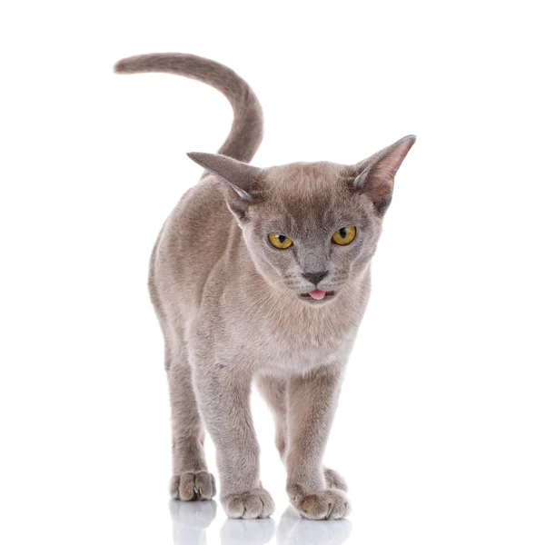 Cinza gato no fundo branco com boca aberta mostra língua — Fotografia de Stock