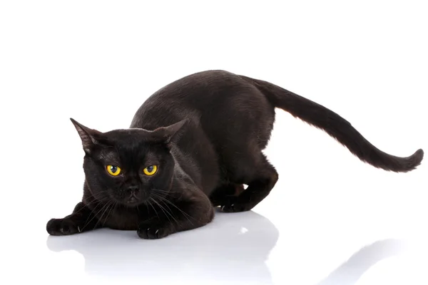 Gato negro Bombay sobre un fondo blanco sentado en las patas delanteras. preparándose para atacar. estilo depredador —  Fotos de Stock