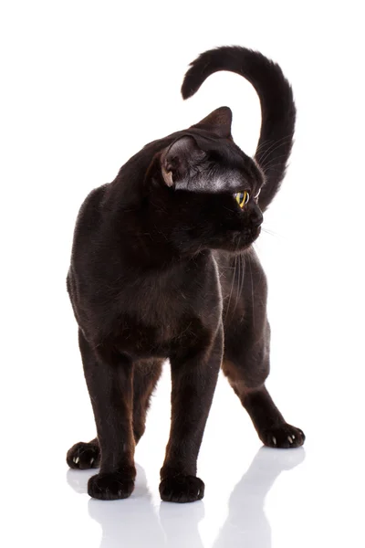 Bombay gato negro con ojos amarillos de pie sobre un fondo blanco —  Fotos de Stock