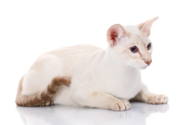 Siamês gato posando em um fundo branco — Fotografia de Stock