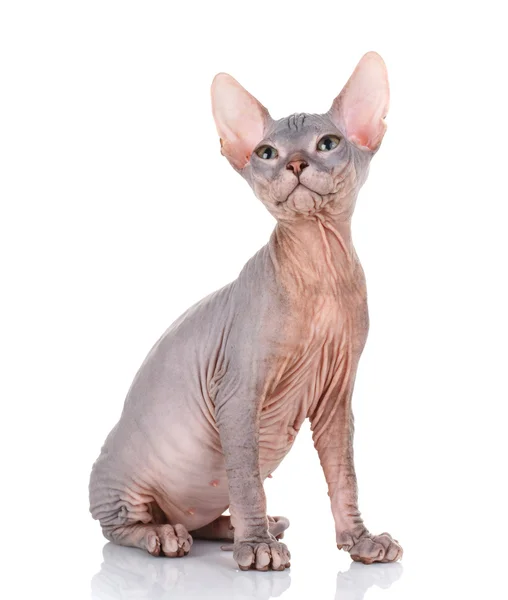 Sphynx cat siting on a white background, looking up — Stock Photo, Image