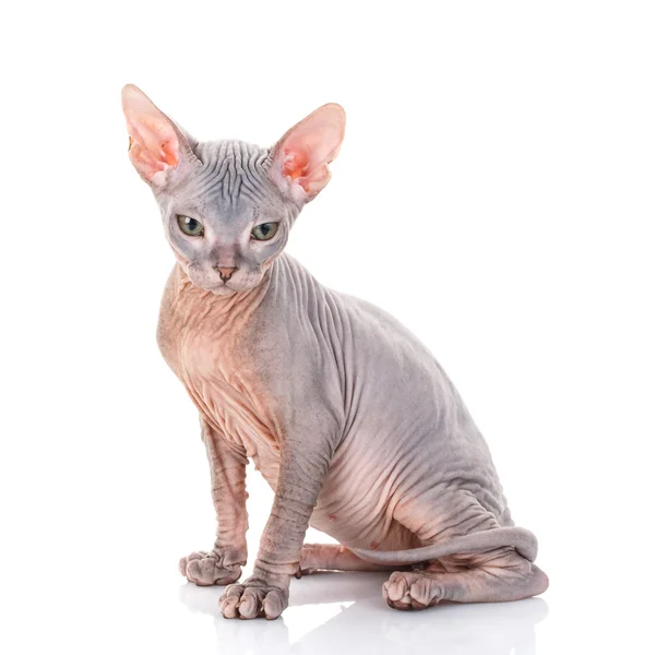 Portret van knorrige Sphynx kat — Stockfoto