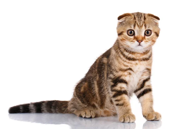 Σκωτσέζικο γατάκι απομονωθεί το top view — Φωτογραφία Αρχείου