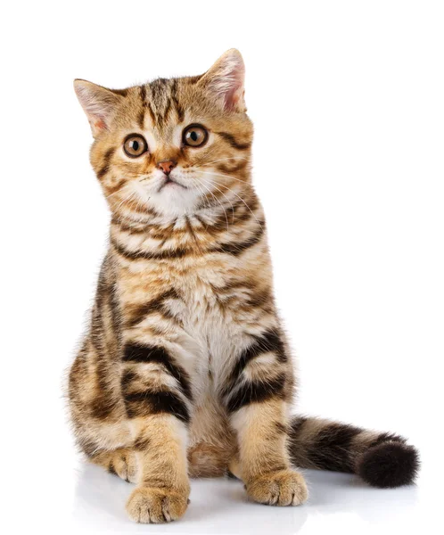 Portrait cat, scottish Straight — Stock Photo, Image