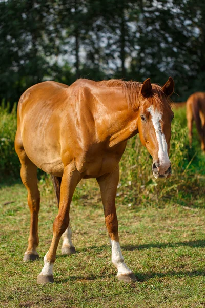 Bellissimo cavallo marrone in un campo verde — Foto Stock