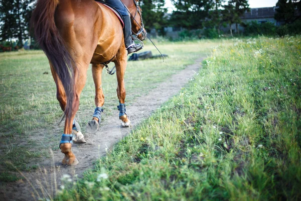 Cavalo com cavaleiro está no campo caminho, espaço para texto — Fotografia de Stock