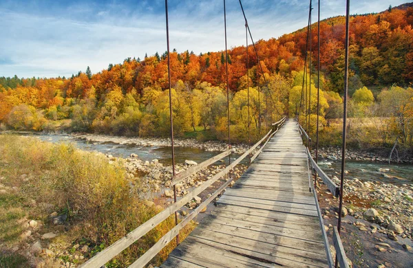 Висячий мост в лесу — стоковое фото
