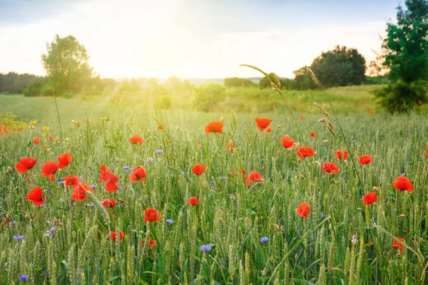 绿色麦田的鲜花红罂粟 — 图库照片
