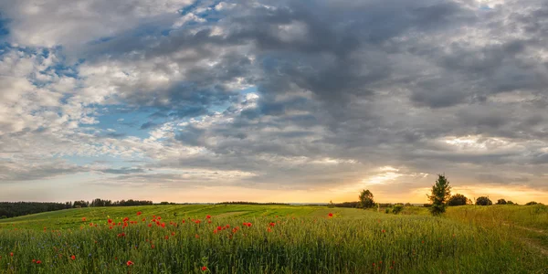 Field of green wheat with flowers red poppies under a beautiful sunset — Stock Photo, Image