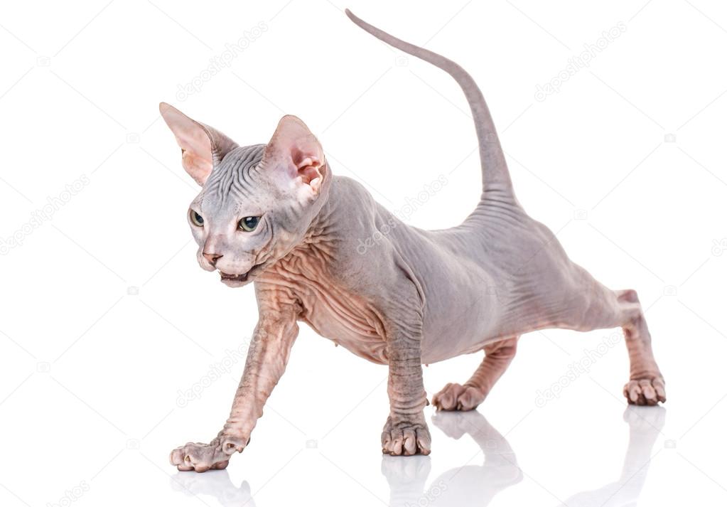 Malé plešaté kočička fotky