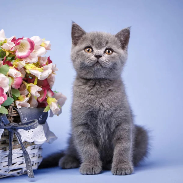 Het kitten staat naast de felle bloemen — Stockfoto