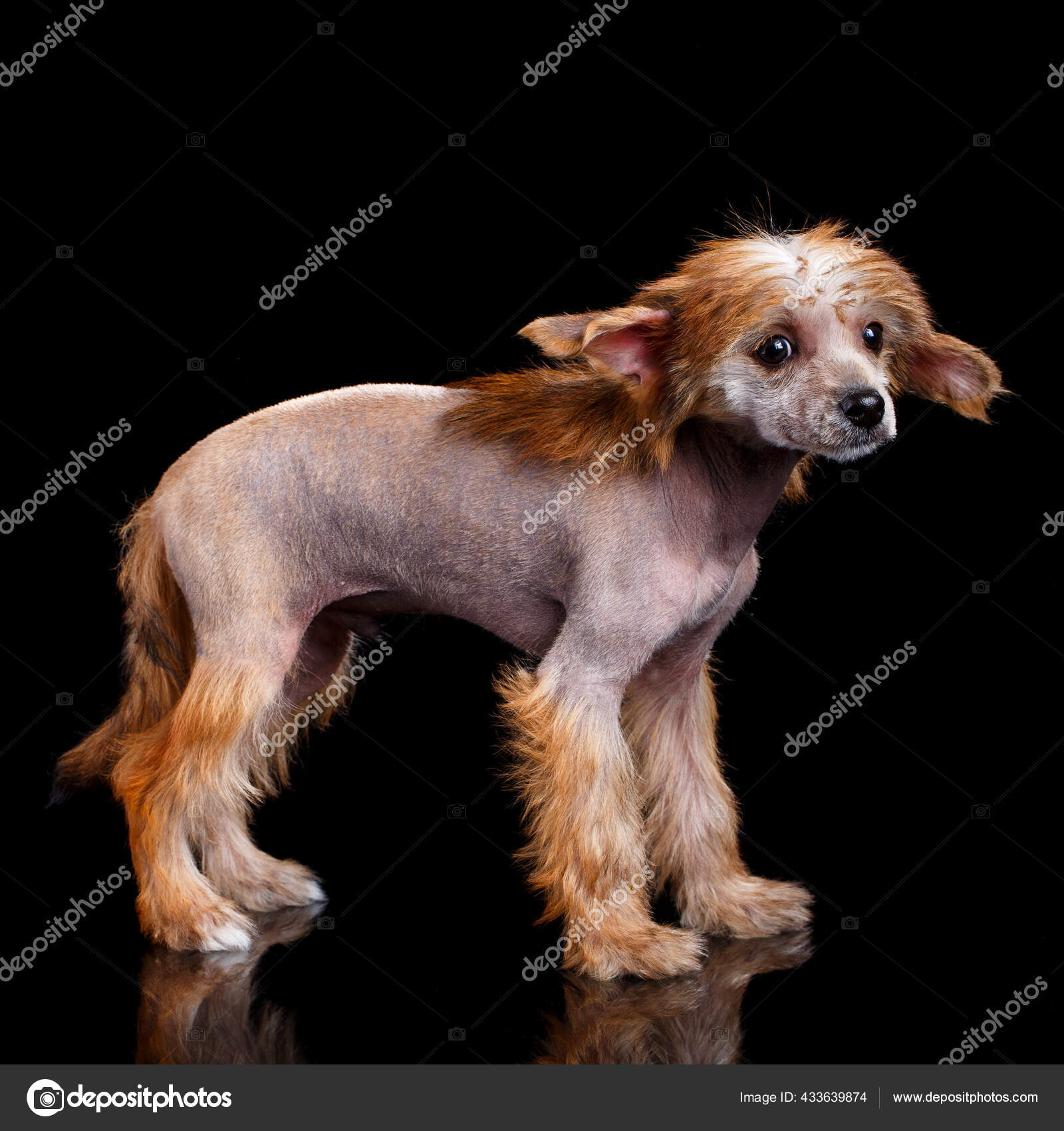 Cute Chinese Crested Puppy Stands Sideways Black Background Puppy - Main Image