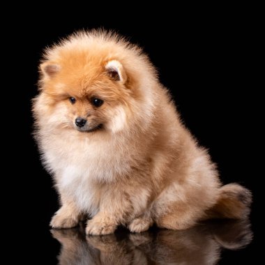 Siyah arka planda oturan şirin, küçük bir Pomeranian köpeciği. Fluffy puppy 'nin stüdyo portresi.