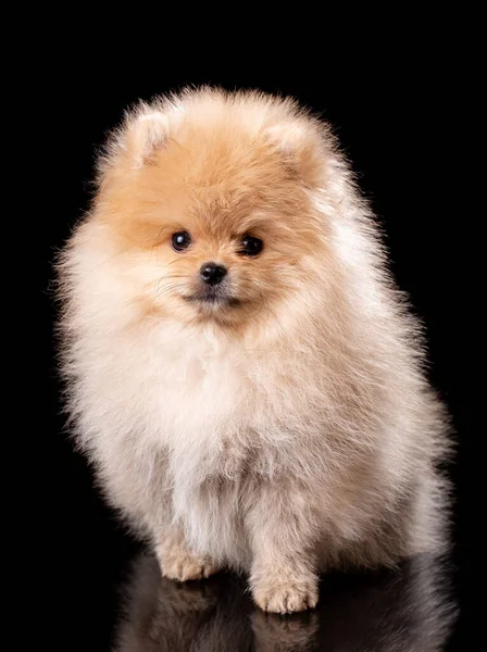 Cachorro Marrón Claro Sienta Sobre Fondo Negro Mira Cámara Estudio —  Fotos de Stock