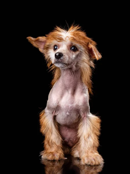 Retrato Perro Cresta Chino Sobre Fondo Negro Perro Sienta Mira — Foto de Stock